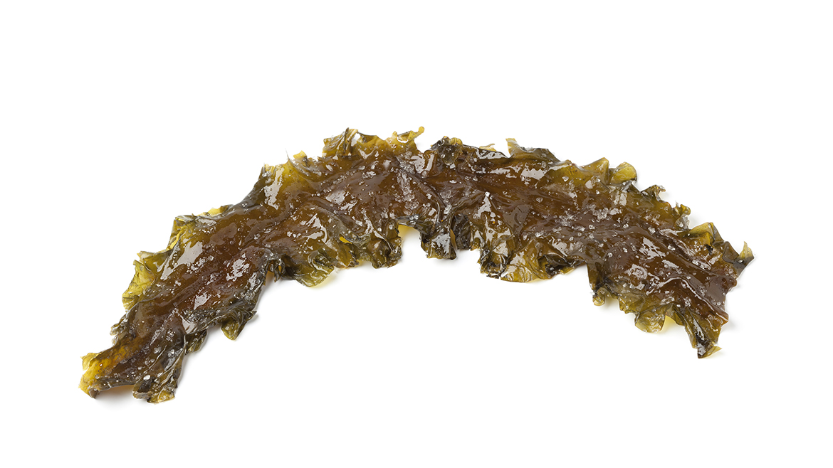 Actiphyte sugar kelp_1170x658px